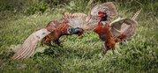 Paul Stearman - Cock Fight